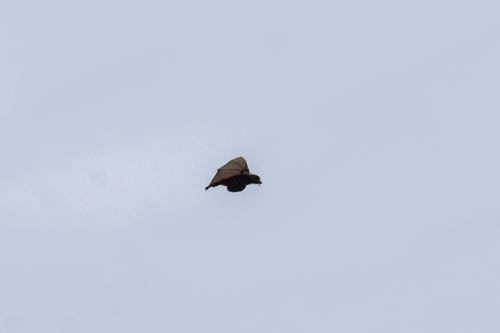 Caroline Flying Fox