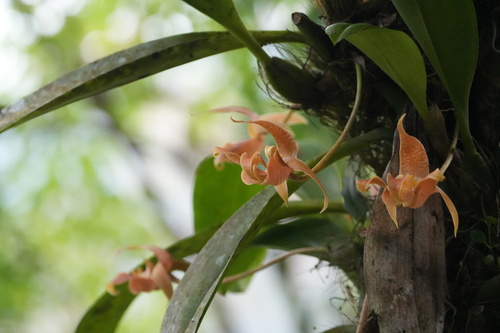 Lobb's Bulbophyllum