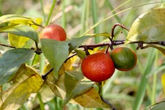 Salacia