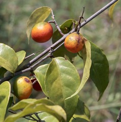 Salacia