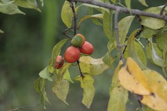 Salacia