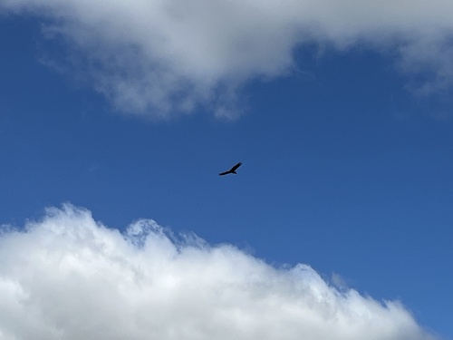 Wedge-tailed Eagle