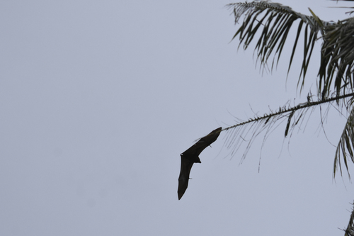 Kosrae Flying Fox