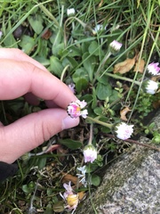 Bellis perennis