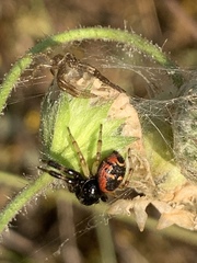 Synema globosum