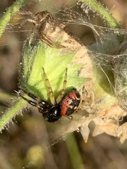 Synema globosum