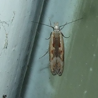 Mesophleps cycnobathra