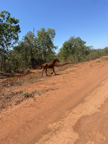 Domestic Horse