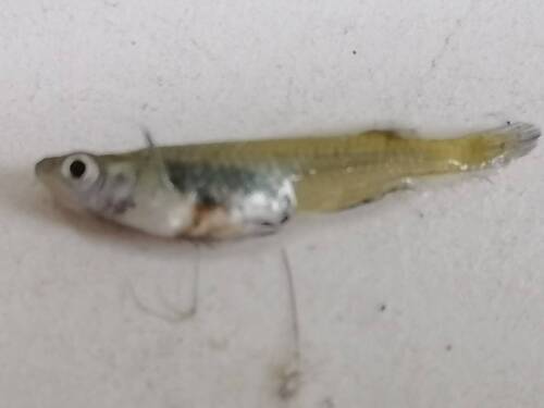 Chinese Rice Fish