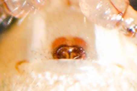 Theridiid spidereater