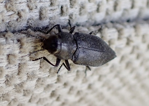 Black Fire Beetle photo 5