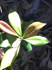 Tristaniopsis laurina