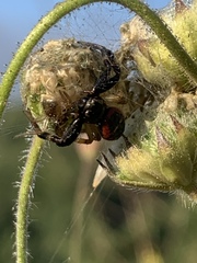 Synema globosum