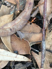 Leptomyrmex nigriventris