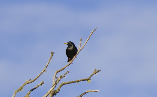 European Starling