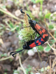 Zygaena graslini