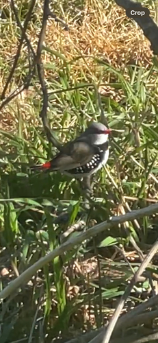 Diamond Firetail