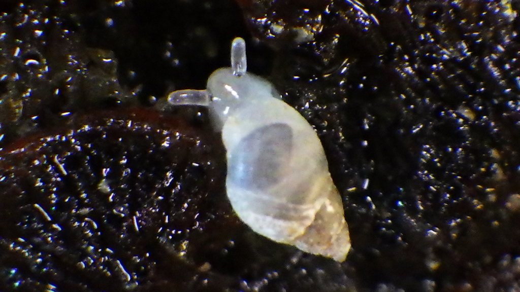 Hollow-shelled, Ear-shaped, and Button Snails