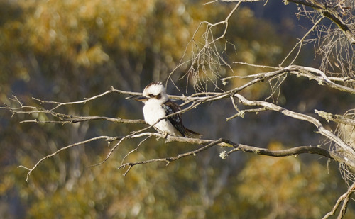 Laughing Kookaburra
