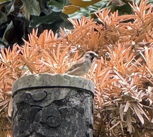 Eurasian Tree Sparrow