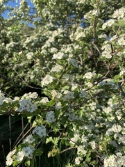 Crataegus monogyna