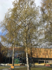 Betula pendula
