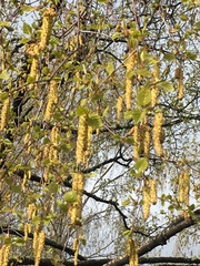 Betula pendula