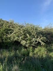 Crataegus monogyna