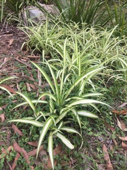 Chlorophytum comosum
