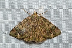 Aeolochroma rhodochlora