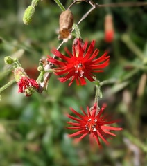 Silene laciniata laciniata