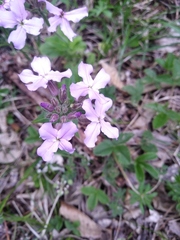 Hesperis pycnotricha