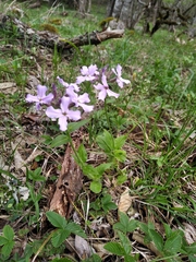 Hesperis pycnotricha