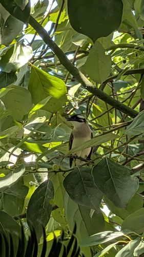 Light-vented Bulbul