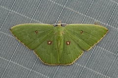 Comostola leucomerata