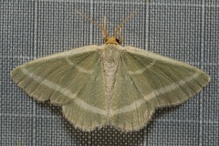 Mixocera latilineata