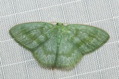 Prasinocyma lychnopasta