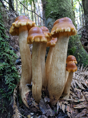 Pholiota malicola