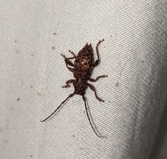 Plectrura spinicauda