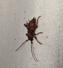 Plectrura spinicauda