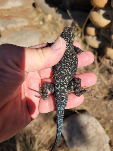iNaturalist observation photo of Western Fence Lizard