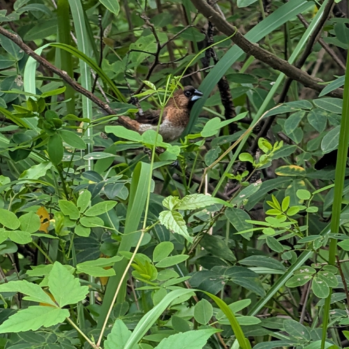 White-rumped Munia