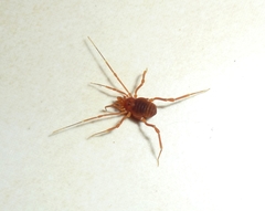 Pachyloides