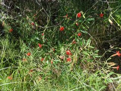 Silene laciniata laciniata