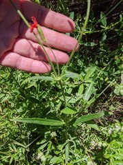 Silene laciniata laciniata