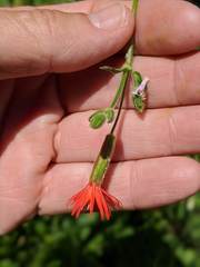 Silene laciniata laciniata
