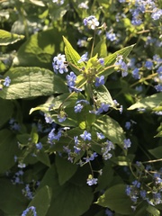 Brunnera