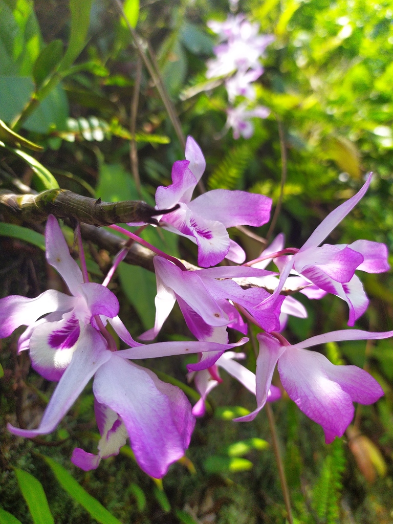 Dendrobium transparens Wall. ex Lindl.