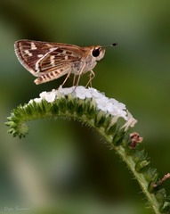 Taractrocera maevius