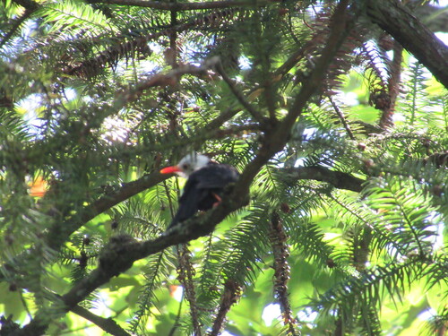 Black Bulbul